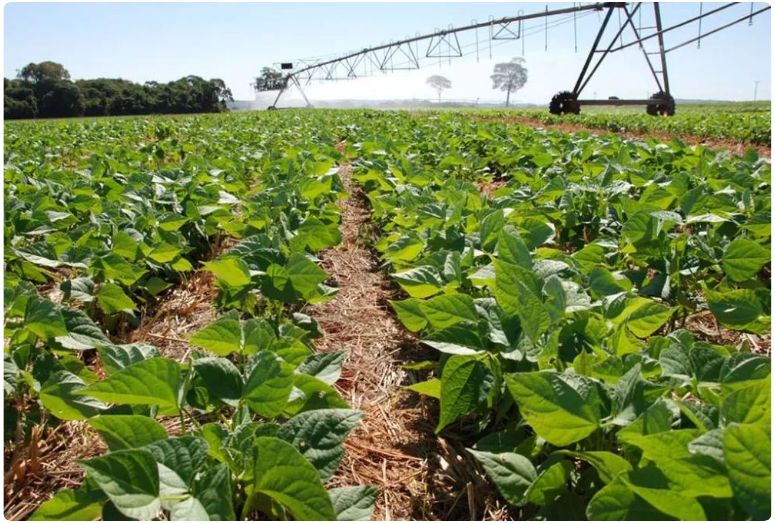 O clima equilibrado resulta em colheitas mais produtivas que influenciam o preço final dos produtos. | Foto: Sebastião Lara/Embrapa