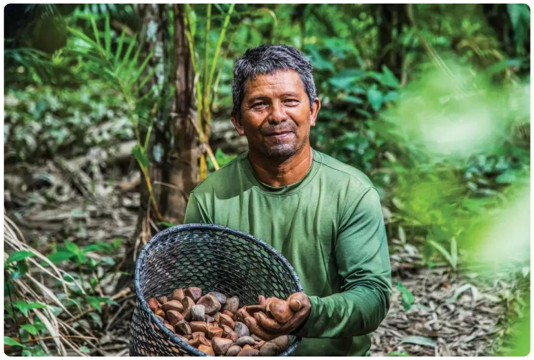 Bioeconomia também vem contribuindo com a economia. Insumos da floresta, como a semente de ucuúba, entre outros benefícios, também usada para a produção de sabonetes vegetais por grande empresas de cosméticos. Foto: Leandro Fonseca/Exame