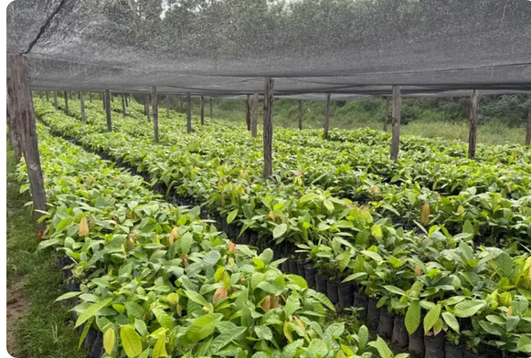 Foto: Divulgação/GEA