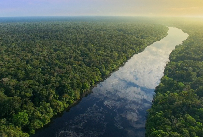 A Floresta Amazônica é uma oportunidade única de negócios sustentáveis para empreendedores amapaenses. Matéria-prima aos montes, rica e bela biodiversidade para se inspirar e... Acreditar. 