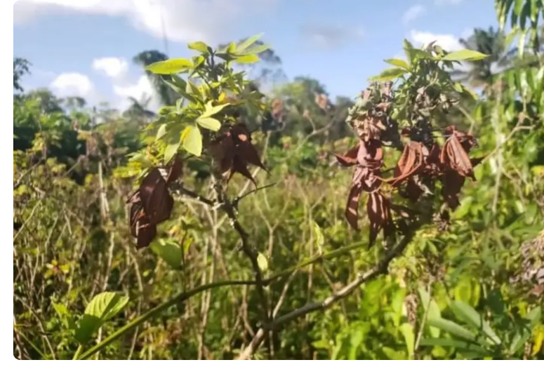 Foto: Divulgação Rurap