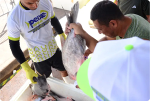 Foto: Maksuel Martins/GEA